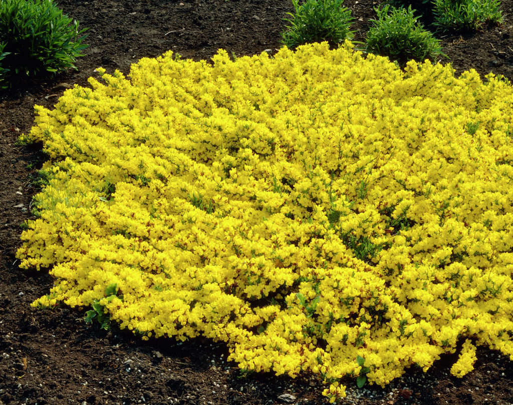 Cytisus decumben